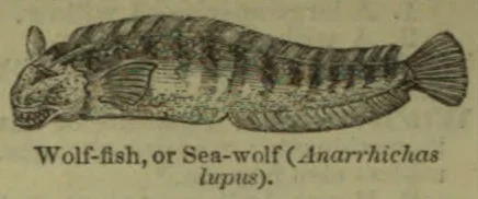 An elongated, striped wolf-fish with a broad head and fan-shaped tail.