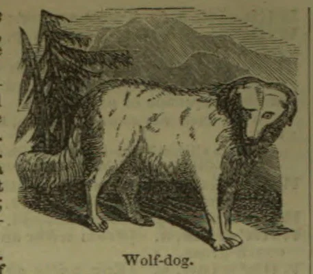 An illustration of a wolf-dog standing outdoors with trees and hills in the background.