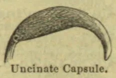 An arched, curved capsule with a textured upper surface.