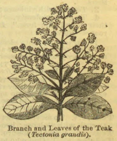 A botanical illustration of a teak branch with leaves and clusters of flowers.
