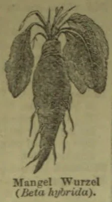 A botanical illustration of a mangel-wurzel plant, showing its leafy top and long, tapered root.