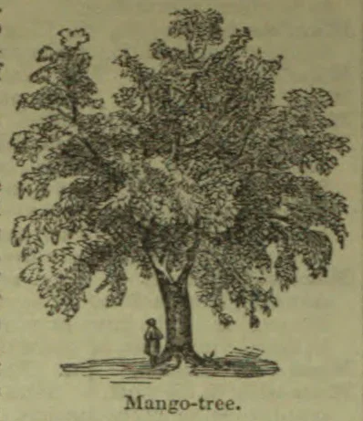 An illustration of a large mango tree with a person standing beside its trunk.
