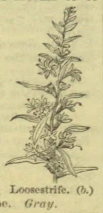 A botanical drawing of a flowering loosestrife plant.