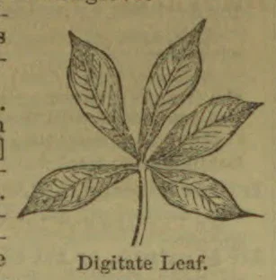 A botanical illustration of a digitate leaf with five leaflets radiating from a central point.