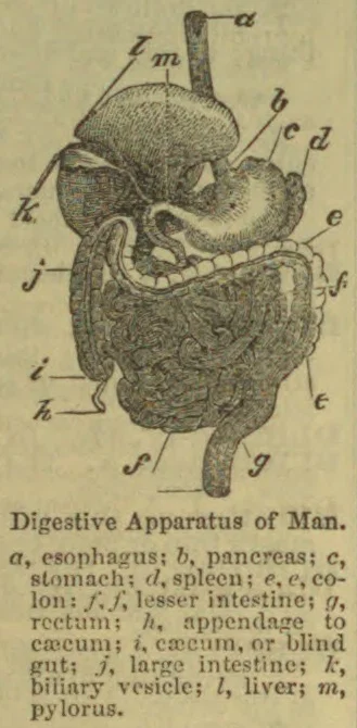 A labeled diagram of the digestive apparatus of a man.