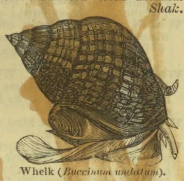 An engraved illustration of a large spiral-shelled whelk with its soft body and tentacles extending from the shell.