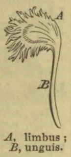 A fringed petal is shown with its broad limb labeled A and its narrow claw labeled B.