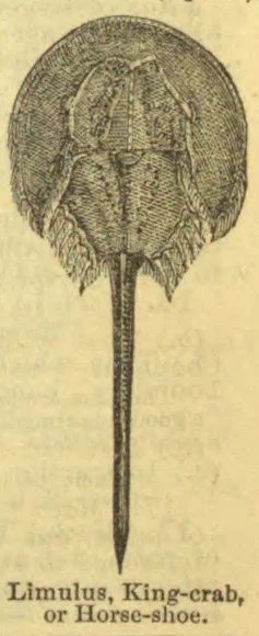 An engraved illustration of a horseshoe crab viewed from above, with its long pointed tail extending downward.