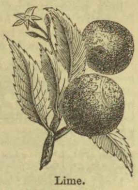 A botanical illustration of a lime branch with leaves, a flower, and two fruits.