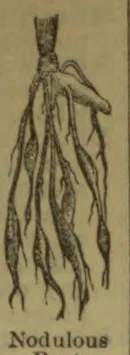 An illustration of a nodulous root with several long, branching roots.