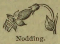 A drooping flower hangs from a curved stem with leaves.