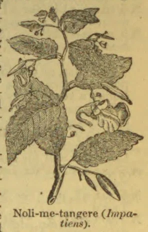 An engraved illustration of a Noli-me-tangere plant with broad leaves, flowers, and seed pods.