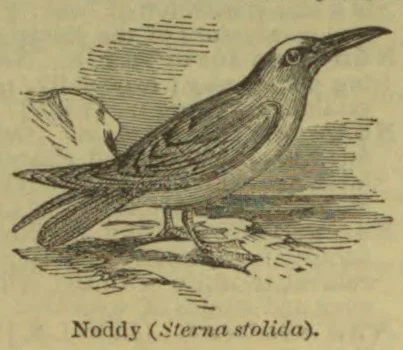 An engraved illustration of a noddy perched on a branch.