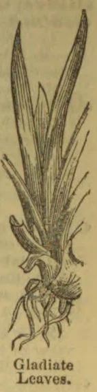 A botanical drawing of a plant with long, sword-shaped leaves and exposed roots.