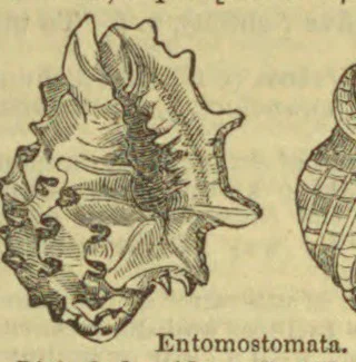 An engraved illustration of two shells, with a large ridged, spiny shell on the left and part of a rounded shell on the right.
