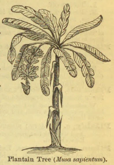 A plantain tree with broad leaves and a hanging cluster of fruit.