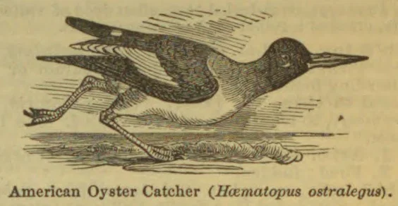 An American oyster catcher runs along the shore with its wings partly spread.
