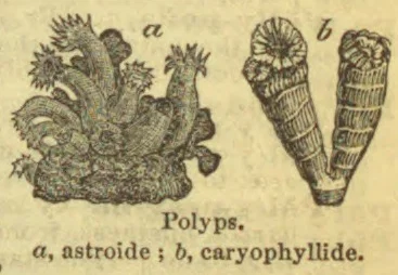 An illustration of two kinds of polyps, with branching and cup-shaped forms.