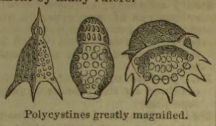 Three magnified illustrations of polycystines, showing their varied shapes and patterned structures.
