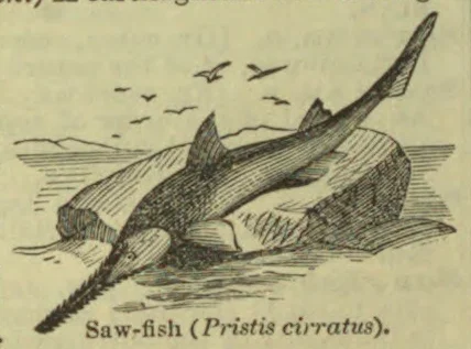 An old-style engraving of a sawfish swimming through the water, with birds flying overhead.