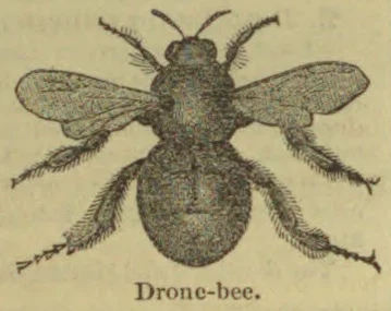An engraved illustration of a drone bee with its wings and legs extended.