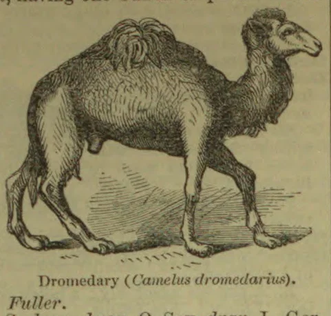 A dromedary camel is shown standing in profile.