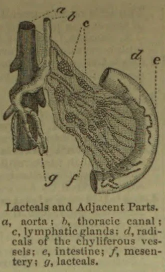 An anatomical diagram showing the lacteals and adjacent parts, including the aorta, thoracic canal, lymphatic glands, chyliferous vessels, intestine, and mesentery.
