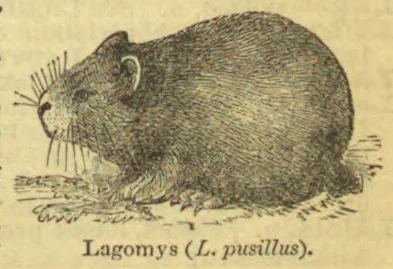 A small, round-bodied pika with short ears and long whiskers sits on the ground.