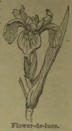 An engraved illustration of a flowering iris with long leaves and a bud.