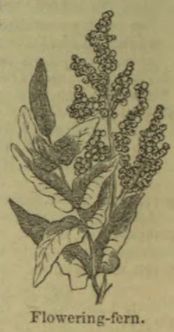 An engraved botanical illustration of a flowering fern with leafy fronds and upright clusters of flowers or spores.