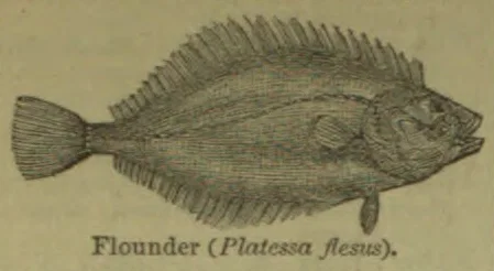 An engraved flounder shown in profile, facing right.