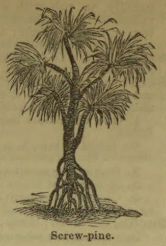 A screw-pine tree with a branching trunk and exposed stilt-like roots.
