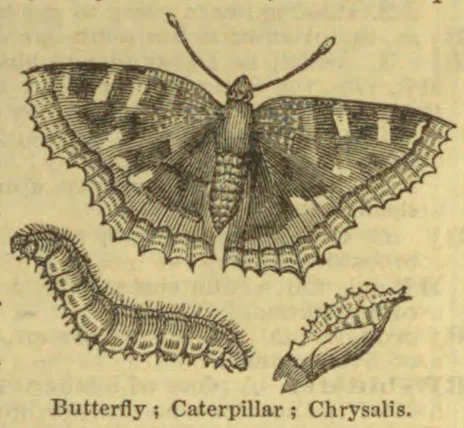 An engraved illustration shows a butterfly with a caterpillar below it and a chrysalis to the right.