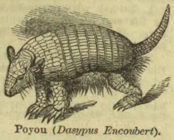 An armadillo-like animal with a segmented shell, long tail, and clawed feet.