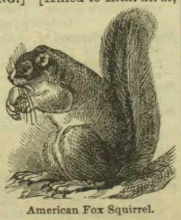 An American fox squirrel sits upright holding a nut in its forepaws, with its large bushy tail raised behind it.