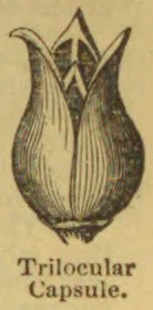 A botanical illustration of a trilocular capsule, shown as a three-part seed pod.