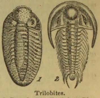 Two anatomical illustrations of trilobites, shown from above.