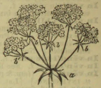 A branching flowering plant with several clusters of small flowers and leaves at its base.