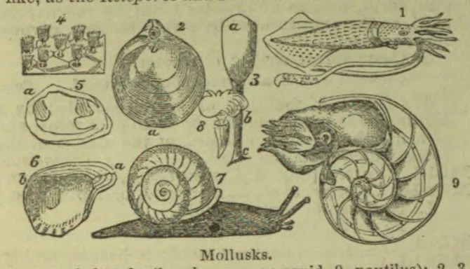 A collection of illustrated mollusks, including shells, a squid, a snail, and a nautilus.