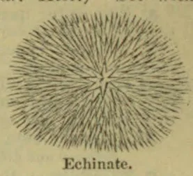 A round, spiny object with numerous radiating projections.