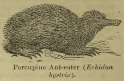 An engraving of a spiny porcupine ant-eater facing right.