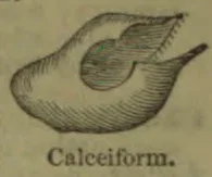 A curved, hollow, shoe-shaped form is shown in cross-section.