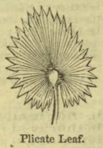 An illustration of a fan-shaped, pleated leaf on a stem.