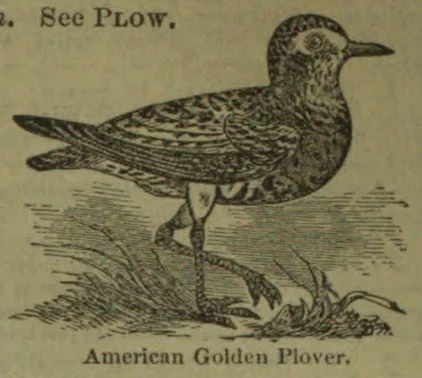 An American Golden Plover stands among grass and plants.