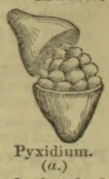 An open seed capsule with its lid raised and rounded seeds visible inside.