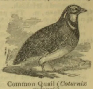 An illustration of a common quail standing on the ground.