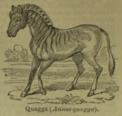 A quagga stands in a landscape.