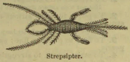 A branching, insect-like organism with a segmented central body and numerous feathery appendages.