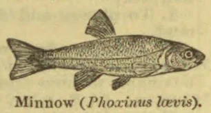 An illustration of a minnow.