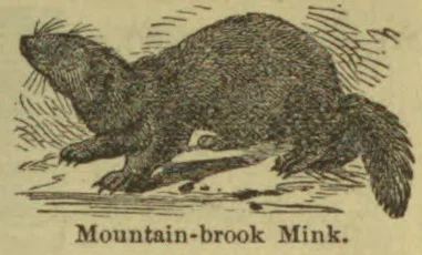 An illustration of a mink standing on the ground.